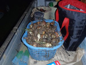 タマネギ　230716